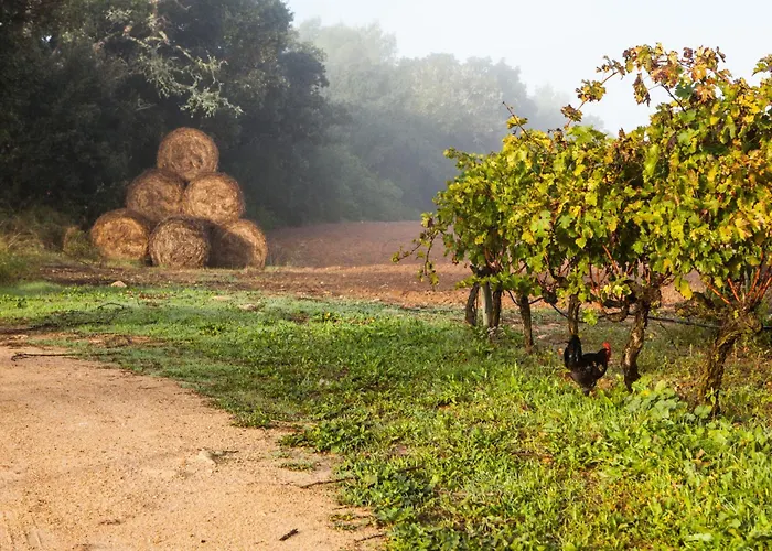 Oliver Moragues Grandhouse & Vineyard